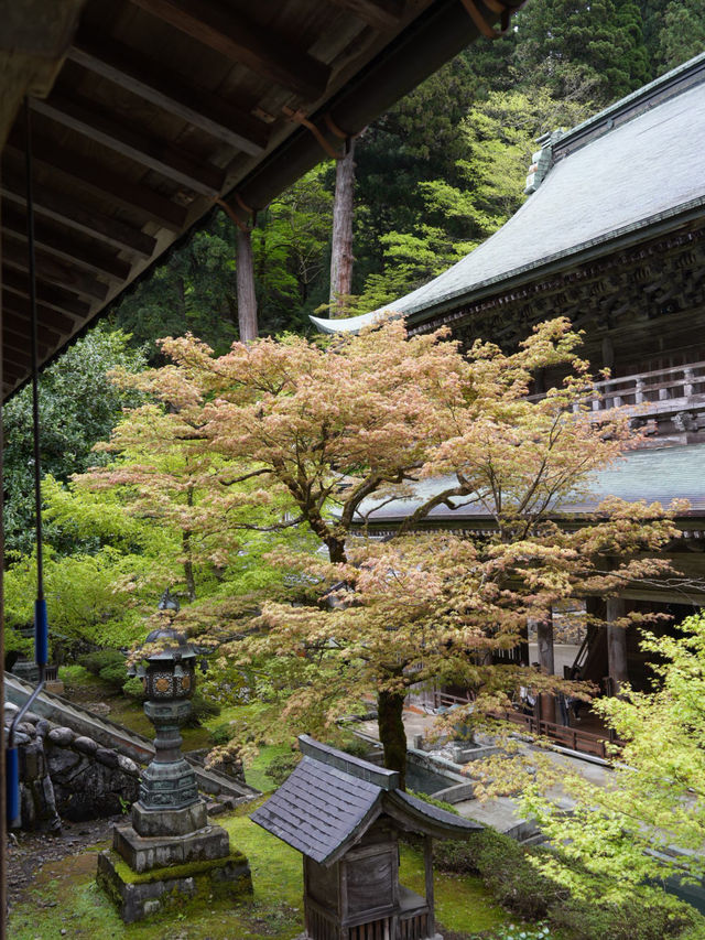 【福井×永平寺】説法が行われる法堂 国の重要文化財