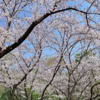 成都公園~ 搶鏡的櫻花