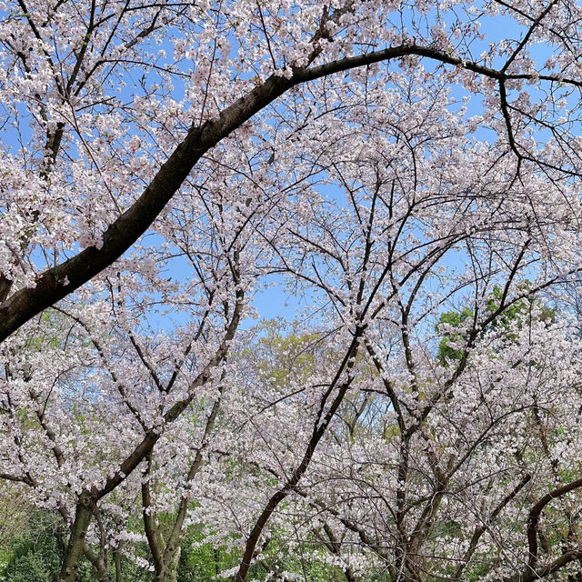 成都公園~ 搶鏡的櫻花
