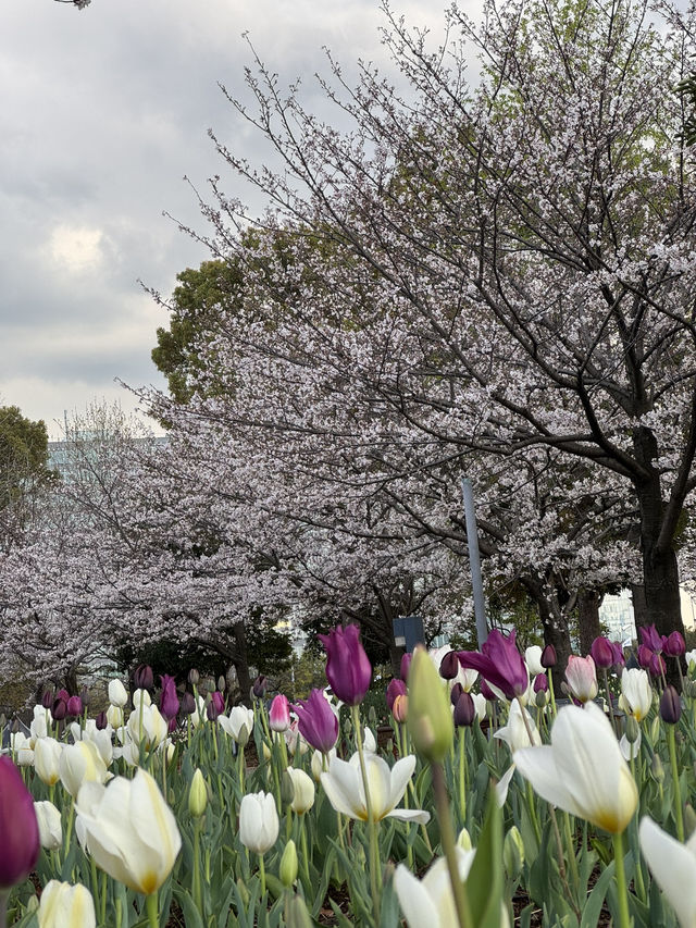A Magical 6-Day Journey Through Osaka & Kyoto – Culture, Food, and Unforgettable Moments