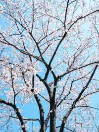 東京春日限定浪漫｜千鳥淵