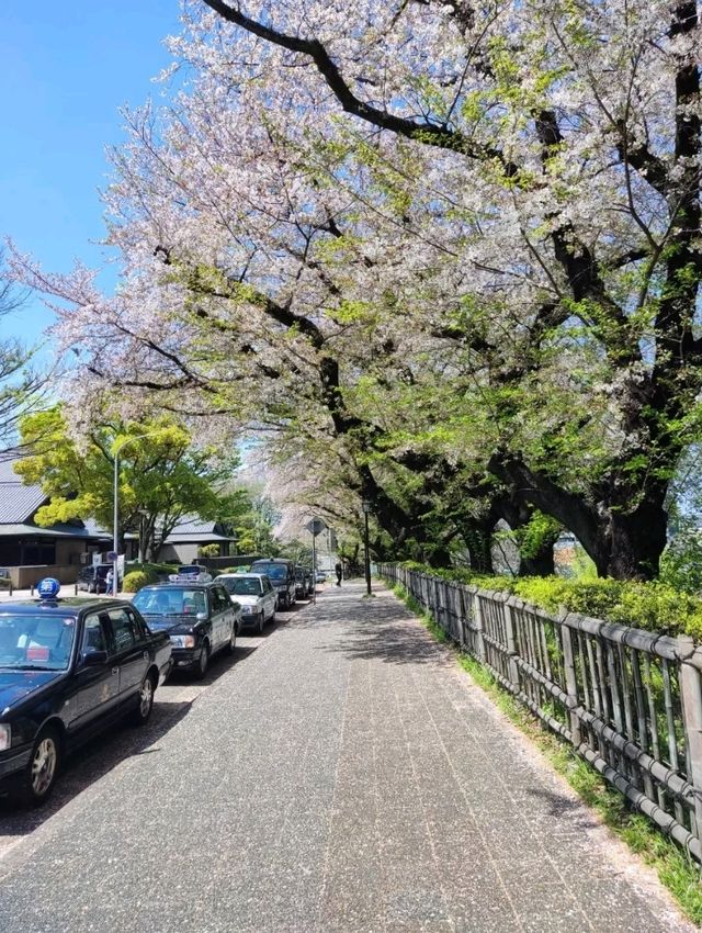 我在名古屋城與櫻花有約，春日裡的浪漫邂逅。