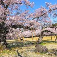 三神峰公園，仙台市民最愛的賞櫻踏青景點