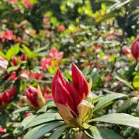 一抹山林紅：獅仔頭山春日金毛杜鵑花季
