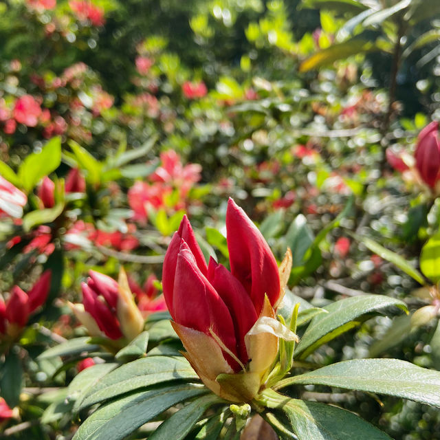一抹山林紅：獅仔頭山春日金毛杜鵑花季