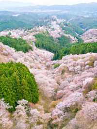 【日本一の桜 絶景スポット🌸】吉野山の桜が誘う“桃源郷”