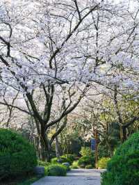 China National Tea Museum Cherry Blossoms– A Fragrant Fusion of Tea Culture and Sakura Serenity