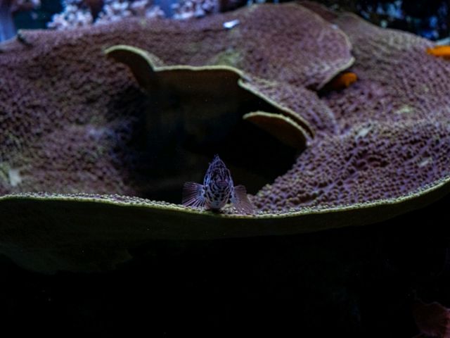 【千葉】きらきらした生き物を見に鴨川シーワールドへ！