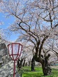 Morioka Castle Ruins Park Cherry Blossoms– A Samurai’s Spring Legacy