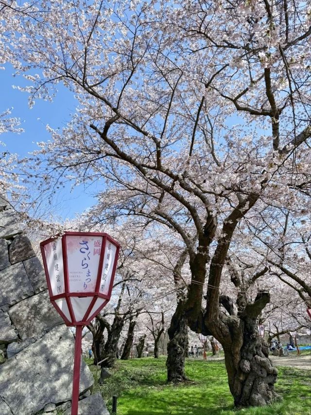 Morioka Castle Ruins Park Cherry Blossoms– A Samurai’s Spring Legacy