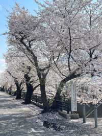 🌸 Tokyo Hidden Cherry Blossom Spot | Shibu River Must-Visit! 🌸