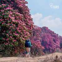 Annapurna trips 