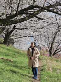 Sakura in Spring — Season of New Beginnings 