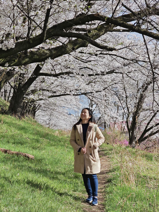 Sakura in Spring — Season of New Beginnings 