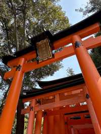 Secret Dawn: Chasing Cherry Blossoms at Fushimi Inari’s Hidden Paths