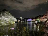 千鳥淵夜櫻美景