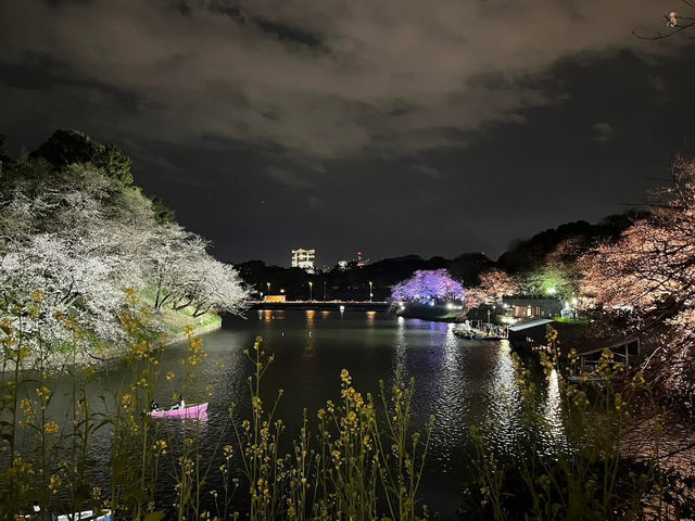 千鳥淵夜櫻美景