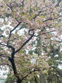 Osaka are a Dream!