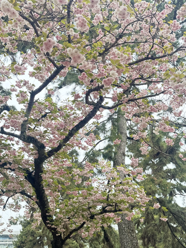 Osaka are a Dream!