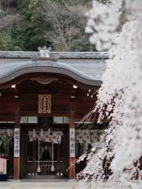 Real-Time at Ōishi Shrine | Entering the Most Magical Cherry Blossom Snowfall Season