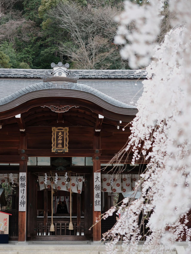 Real-Time at Ōishi Shrine | Entering the Most Magical Cherry Blossom Snowfall Season