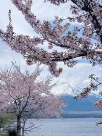 Blossoms Beneath Fuji: Serenity at Lake Yamanaka