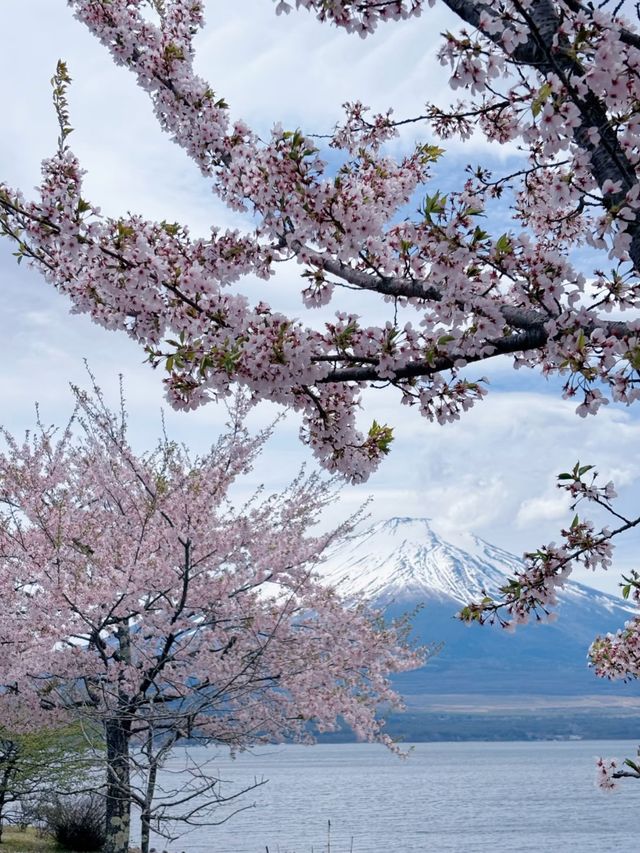 Blossoms Beneath Fuji: Serenity at Lake Yamanaka