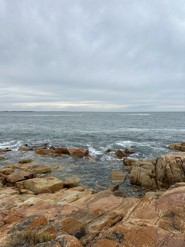 🦭Seal-iously Unexpected Encounters at Basham Beach 🦭