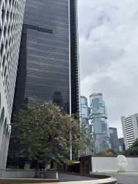 香港｜中環古樹節果決明