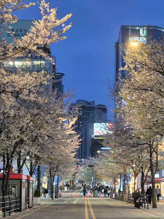 Chasing Cherry Blossoms: A Spring to Remember in Korea (2025)