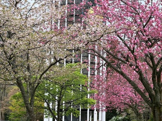 Mountain Air, Lake Views, and Sakura Feels