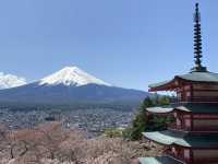 看富士山下的櫻花🌸