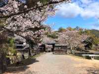 京都嵐山賞櫻順遊---大覺寺大澤池，日本最古老的池泉回遊式庭園