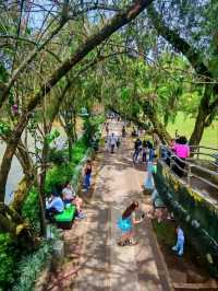 Burnham Park: The Beating Green Heart of Baguio City