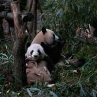 Chengdu – A Tranquil Spring of Blossoms and Tea Culture