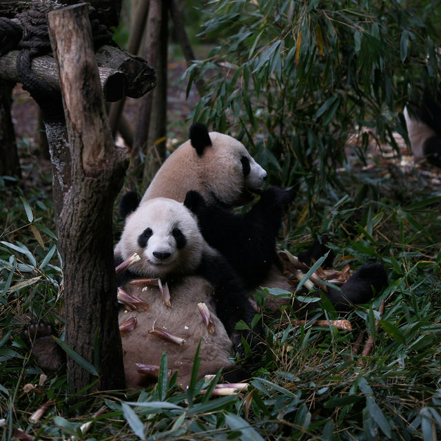 Chengdu – A Tranquil Spring of Blossoms and Tea Culture