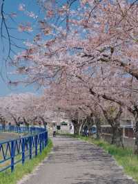 Aomori Cherry Blossoms and Ocean Healing at Sotogahama Coast 🌸🌊