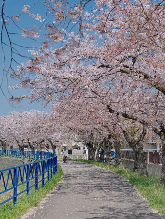 Aomori Cherry Blossoms and Ocean Healing at Sotogahama Coast 🌸🌊