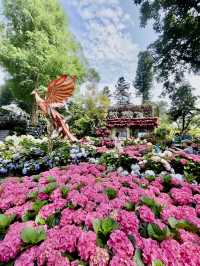 在全台首座精油博物館聞精油看繡球花海