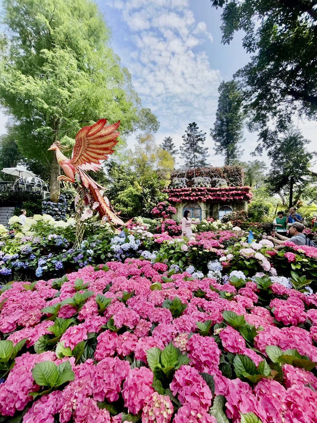 在全台首座精油博物館聞精油看繡球花海