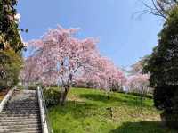 仙台市中心賞櫻好去處---榴岡公園，白天晚上都很夢幻！