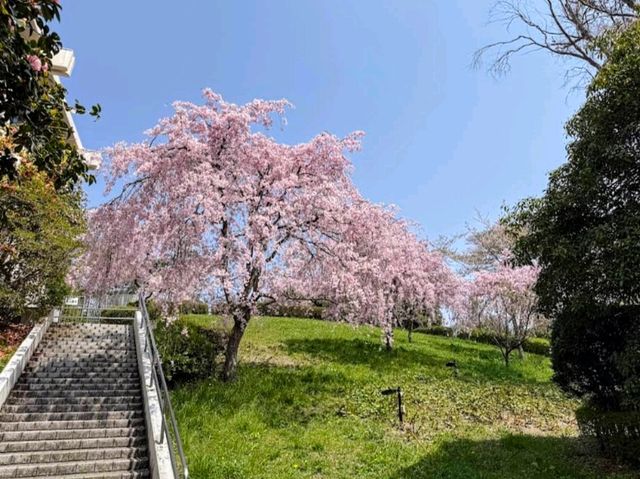 仙台市中心賞櫻好去處---榴岡公園，白天晚上都很夢幻！