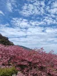 藏在雲霧深處的粉色奇蹟：尖石賞櫻初體驗 🌸