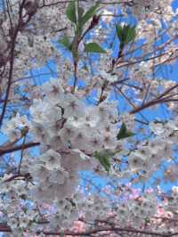 2025五月北海道獨遊追櫻之旅🌸 - 第一彈