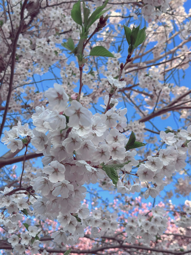 2025五月北海道獨遊追櫻之旅🌸 - 第一彈
