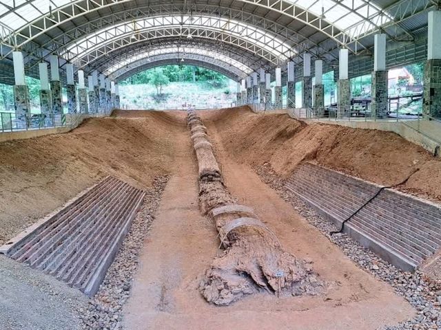 ฟอสซิลไม้กลายเป็นหินที่ใหญ่ที่สุดในเอเชีย