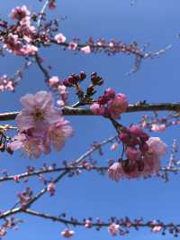 Cherry Blossom Magic in Taichung — Spring in Full Bloom