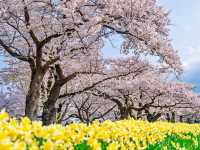 Cherry Blossom Tunnel Dreams