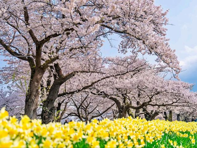Cherry Blossom Tunnel Dreams