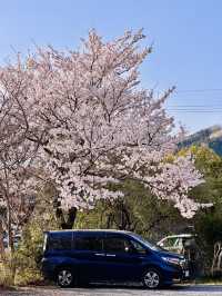 Sakura Reflections on a Village Stroll: Spring in Yufuincho Kawakami 